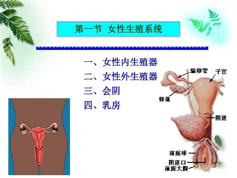 女人生殖器|女性生殖系统概述